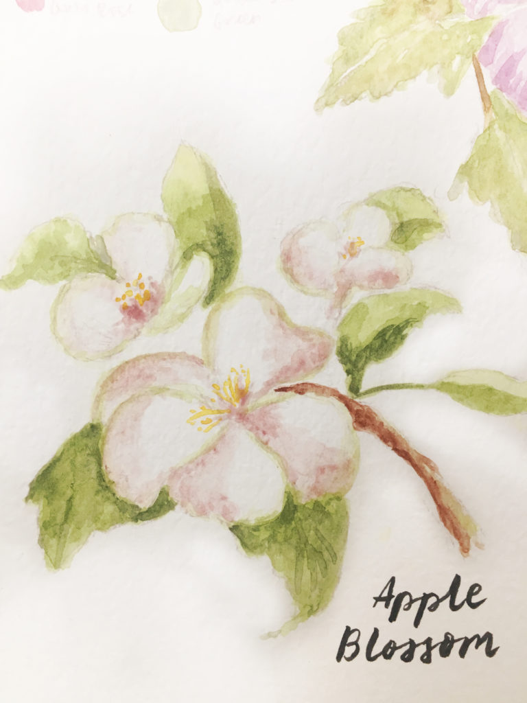 watercolor apple blossom